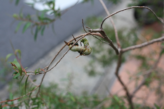 蜂が芋虫に飛びかかって戦いを始めた瞬間。