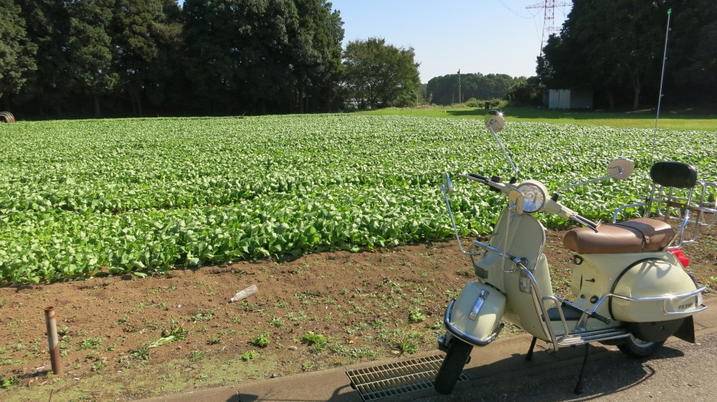 広がる美しいカブ畑の景色