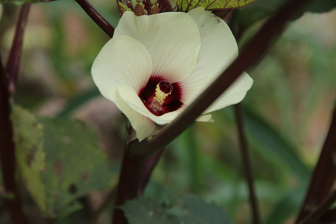 オクラの花が咲いた様子