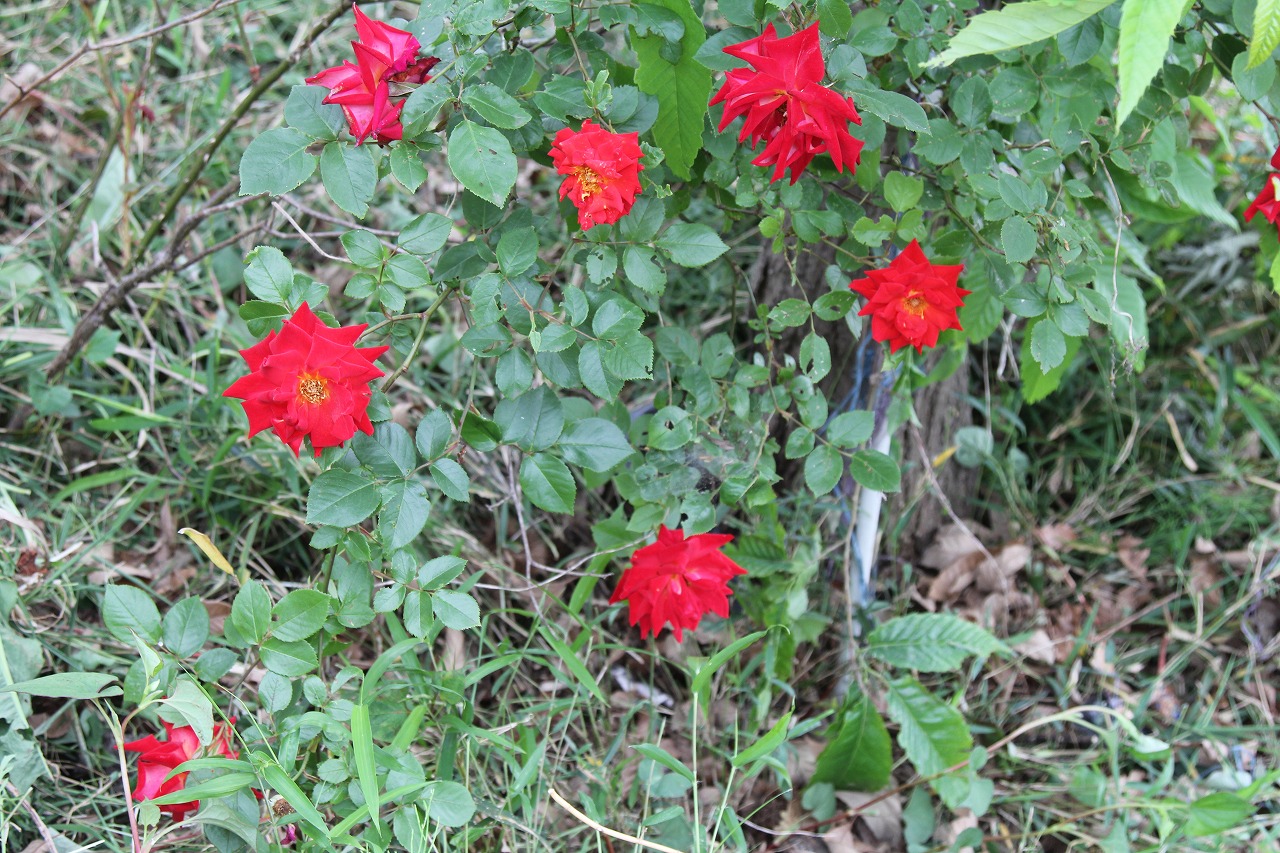 雑草に埋もれていた薔薇の花が顔を出した瞬間