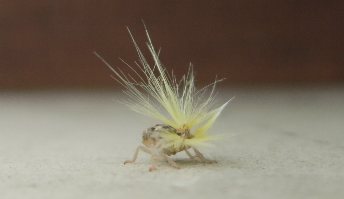 アミガサハゴロモの幼虫とされる虫の拡大写真