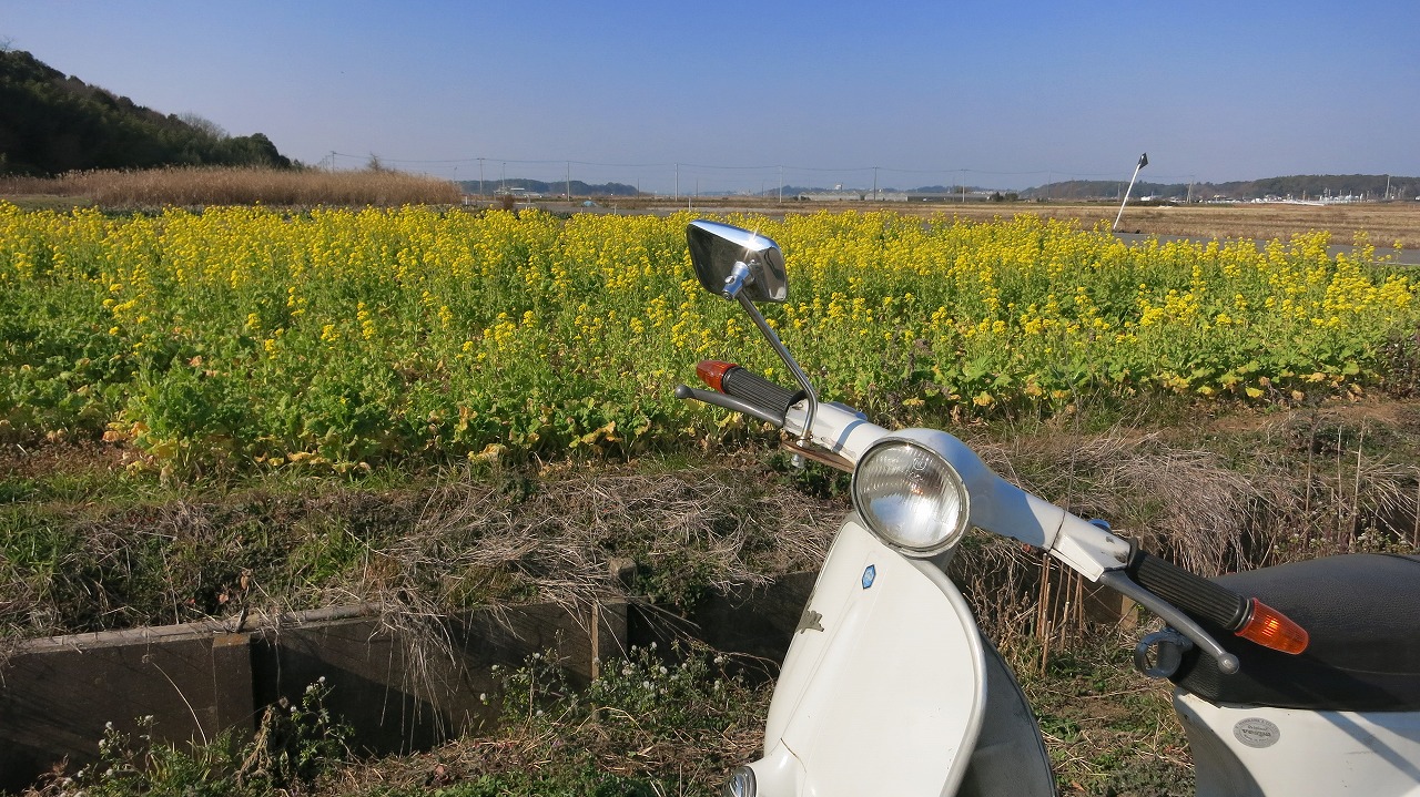早くも咲いている菜の花の風景