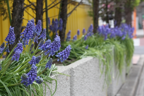 K.B.脇の植え込みに咲くムスカリの花