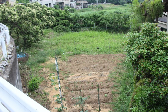 店の裏手にあるKB農園の草むら