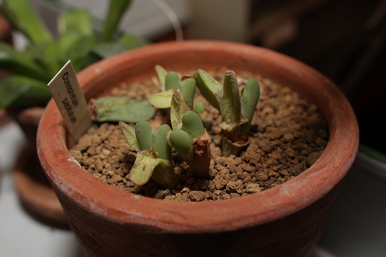 脱皮中のような姿を見せるシダ植物