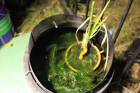 春の気配に目覚めたビオトープのメダカたち