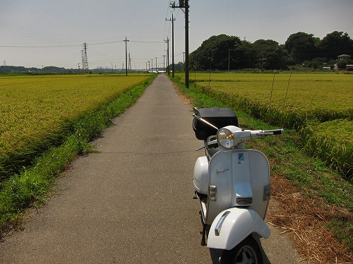実り始めた稲穂と田んぼの風景