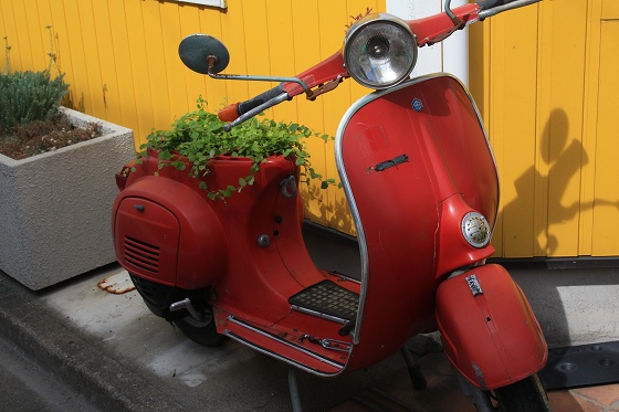 看板ベスパに植えられた植物のアップ