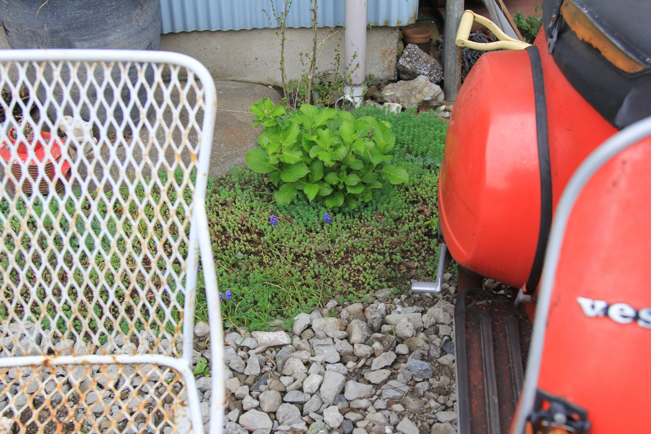 庭で順調に育っているmoora moora産の紫陽花