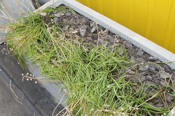 植え替え前の汚れた植え込みの様子