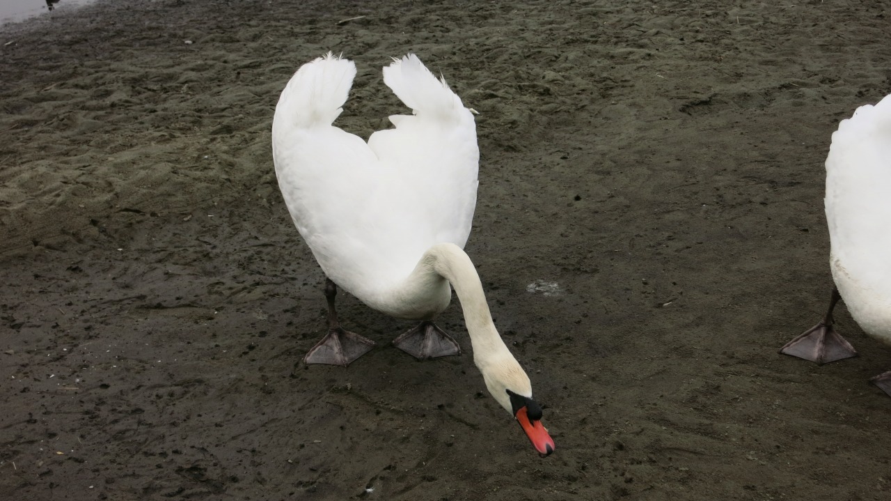 白鳥の群れが集まる光景