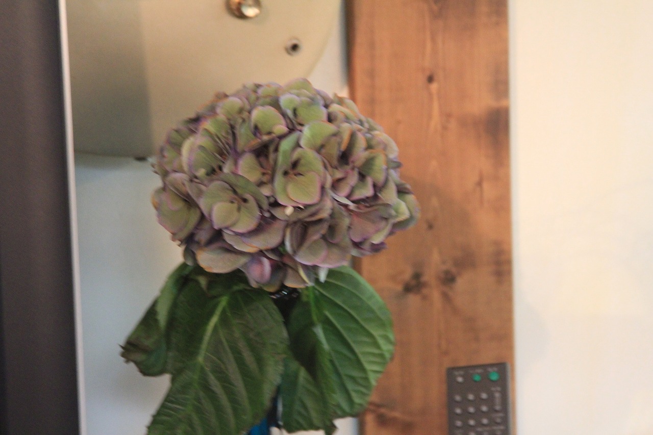 moora mooraで購入した紫陽花の鉢植え
