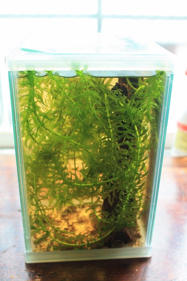 増えた水草を水槽に移し、小さなエビを投入した瞬間。