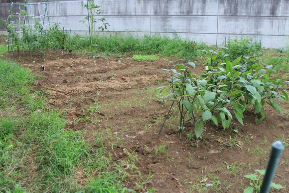 今月植える予定の空豆とニンニク計画メモ
