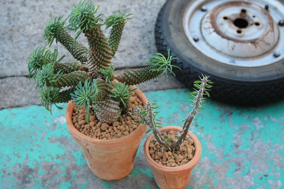 植え替えや株分けされた複数の植物の鉢。