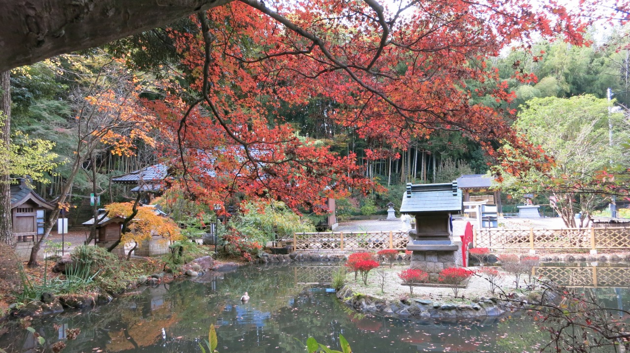 紅葉の葉を手に取り秋を感じる様子