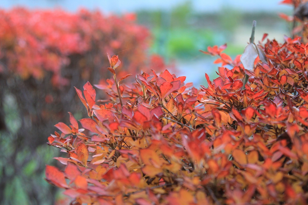 木々の間に見える遅めの紅葉風景