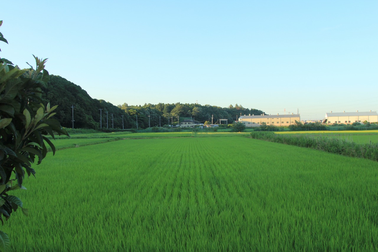 店の脇の田んぼから吹いてくる風