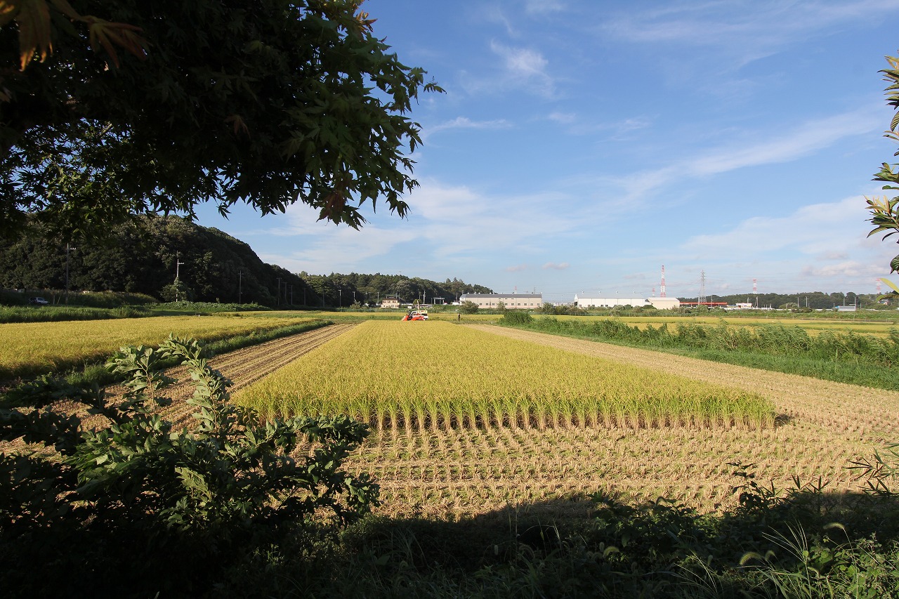 店横の田んぼで始まった稲刈りの風景
