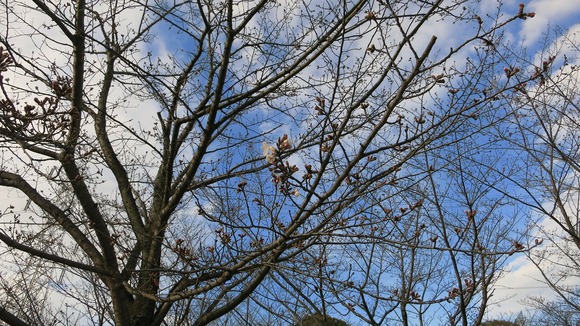 桜の開花状況を確認した公園の枝と咲き始めの花