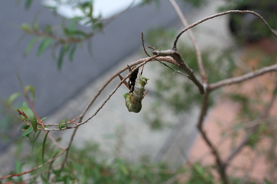 芋虫に巻き付かれながらもしがみつく蜂。