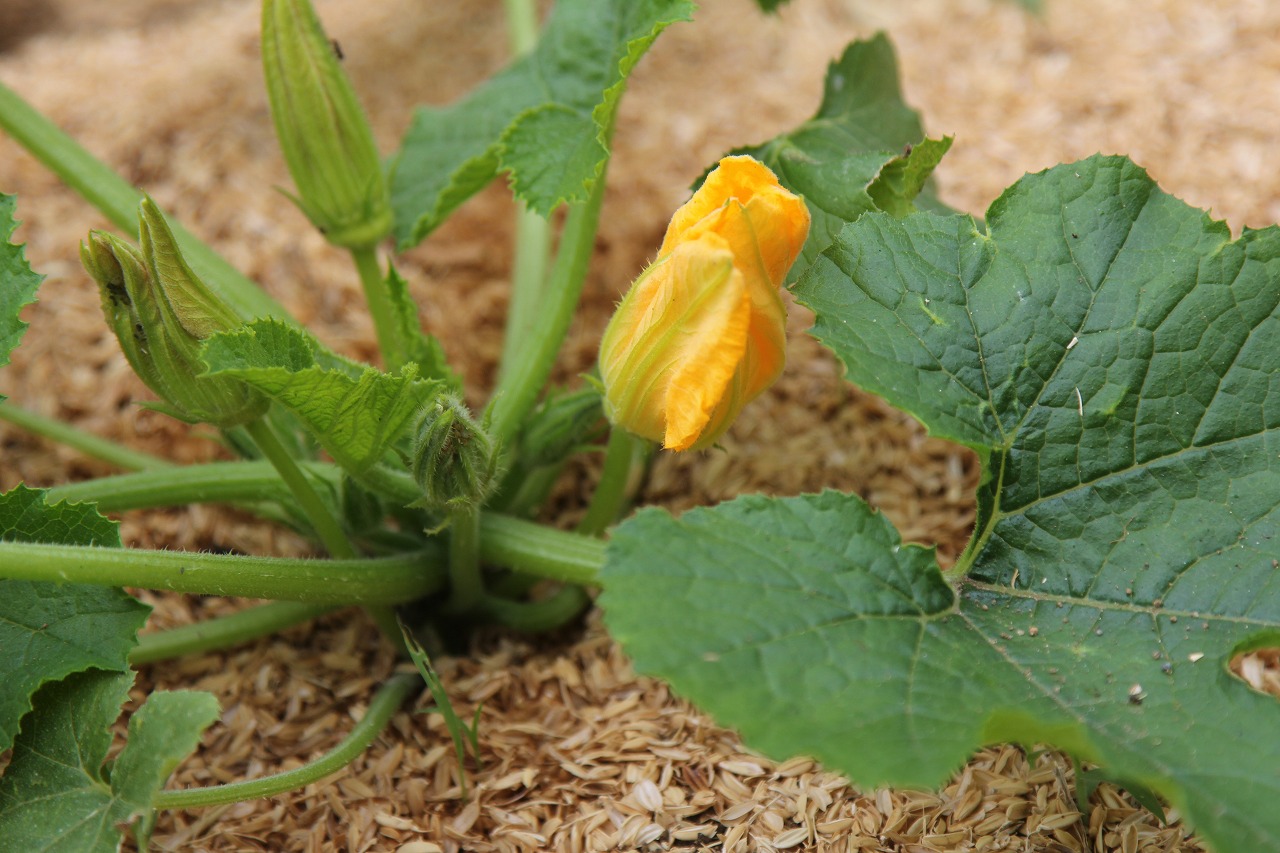 咲いたばかりのズッキーニの花