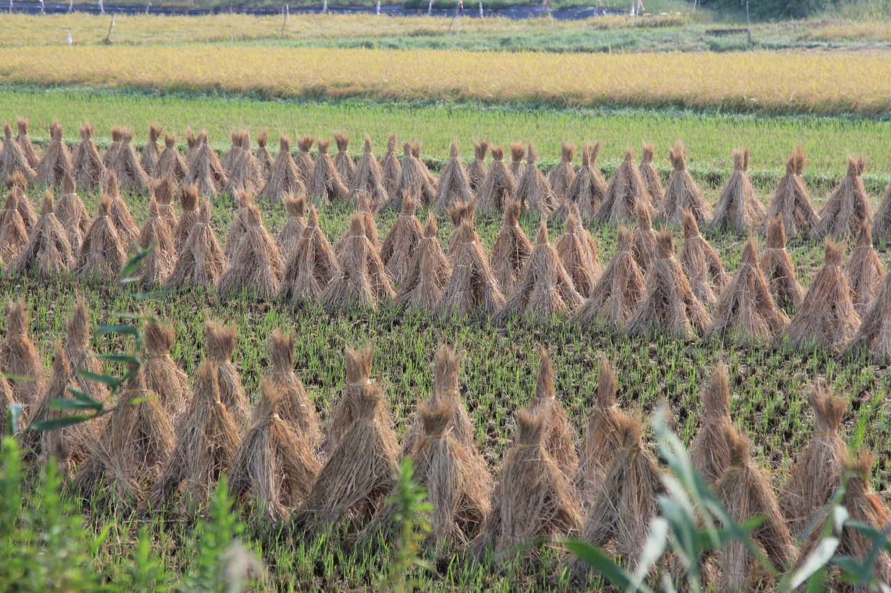 稲刈りが始まった田んぼの秋らしい風景