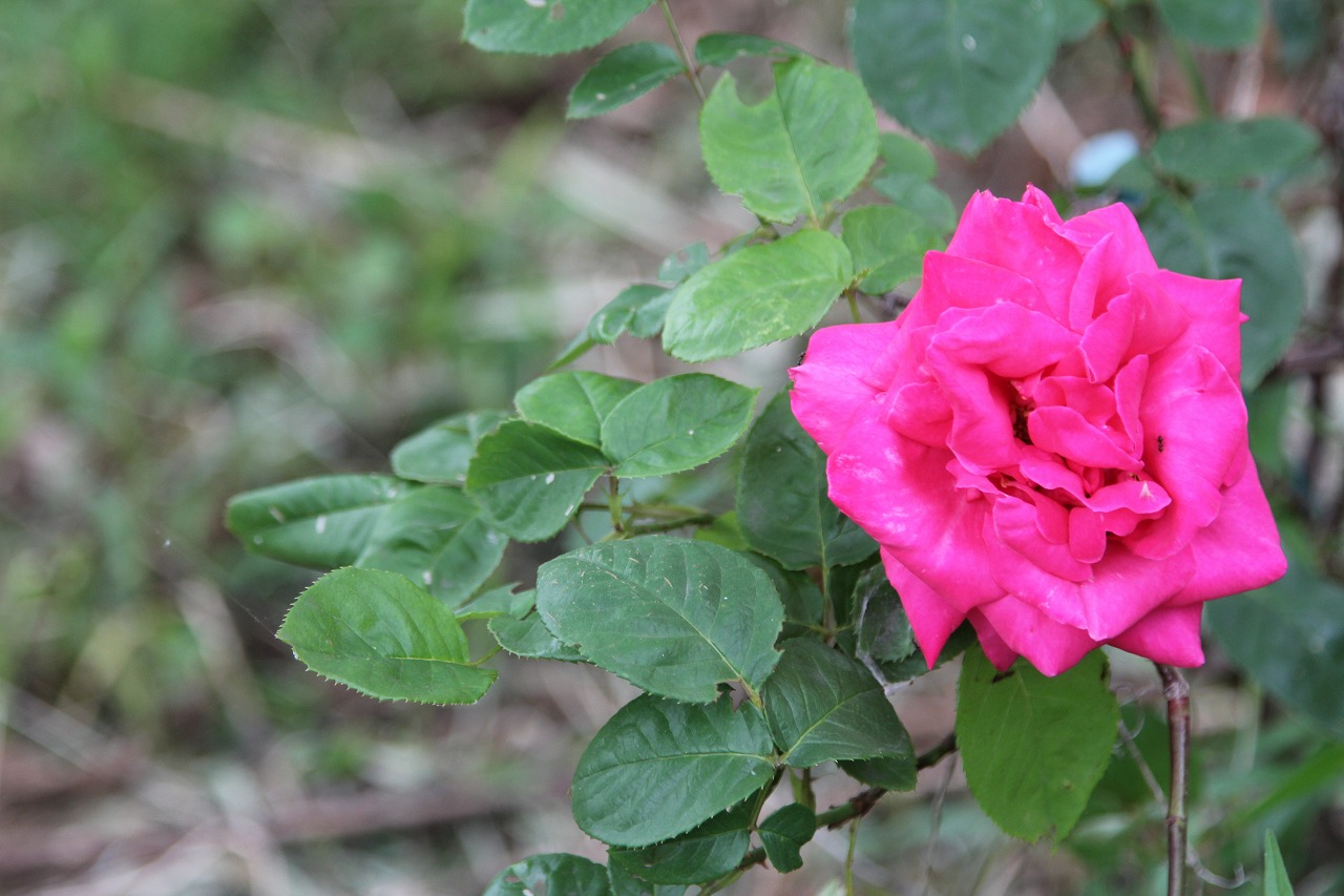 草むらの中で咲き始めた赤い薔薇の花