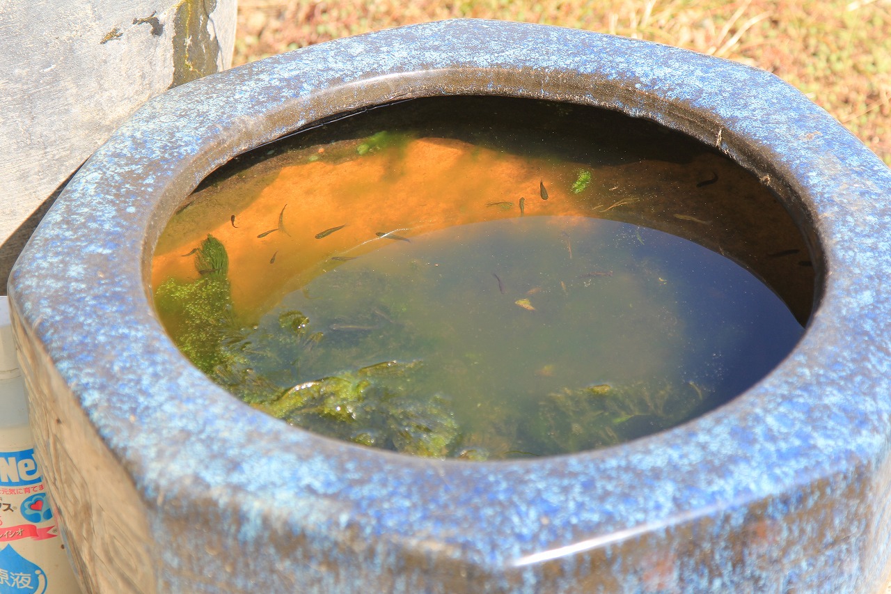 活動を始めた社員メダカたちの水槽の様子