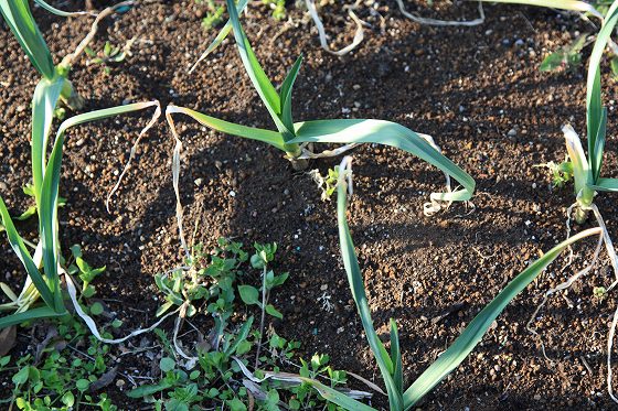 KB農園に植えたニンニクの成長