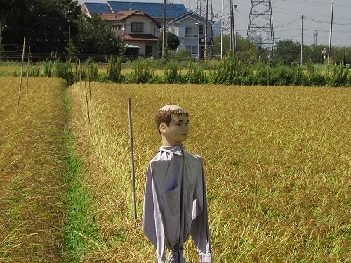 カカシの頭頂部が輝いているユニークな写真
