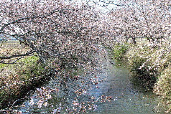 川の両岸に並ぶ桜並木