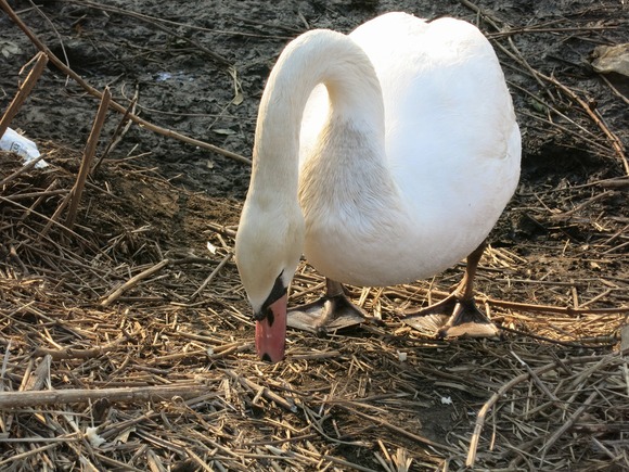 手賀沼の白鳥と静かに対話するひととき