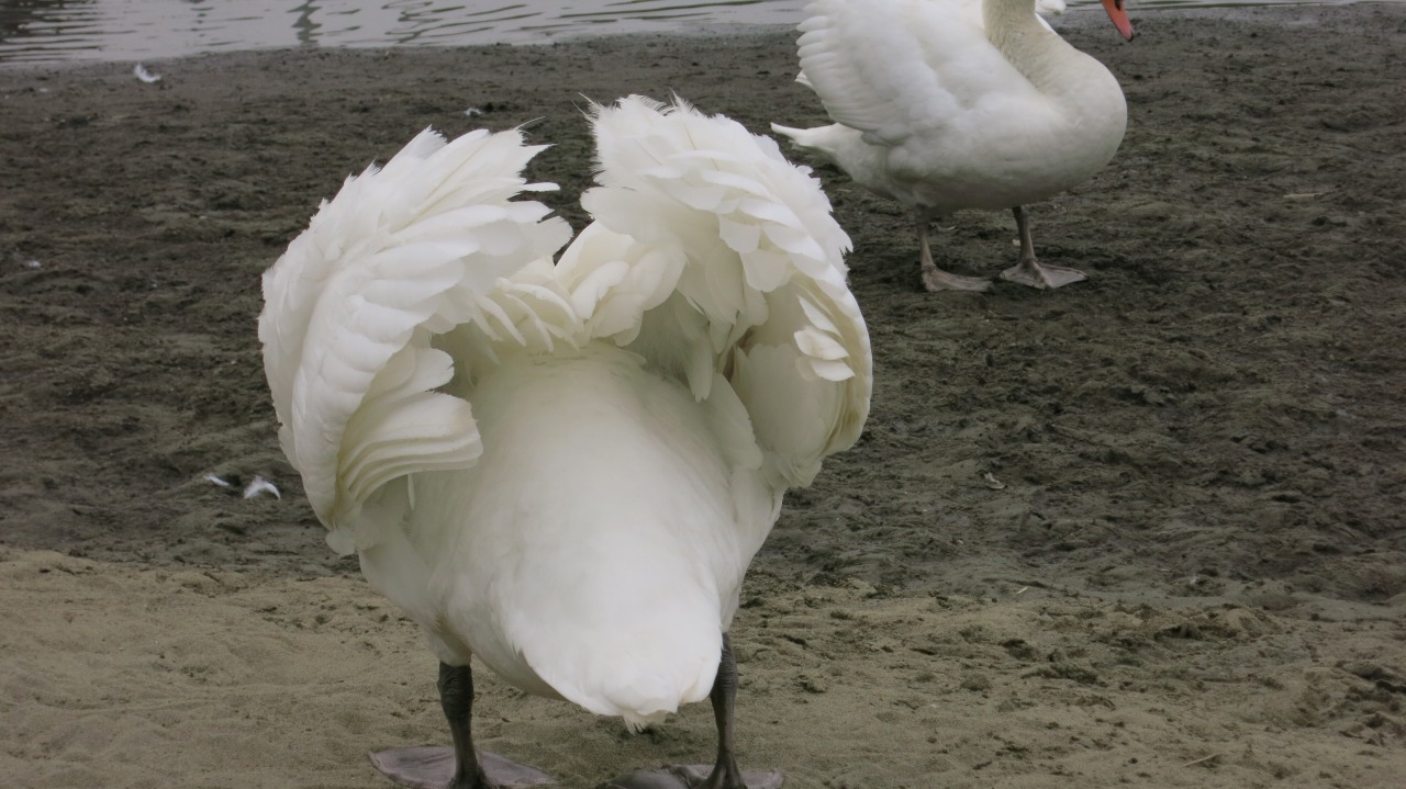 餌をついばむ白鳥たちのアップ