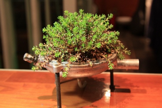 moora mooraで購入したセダムを植えたクラッチカバー鉢