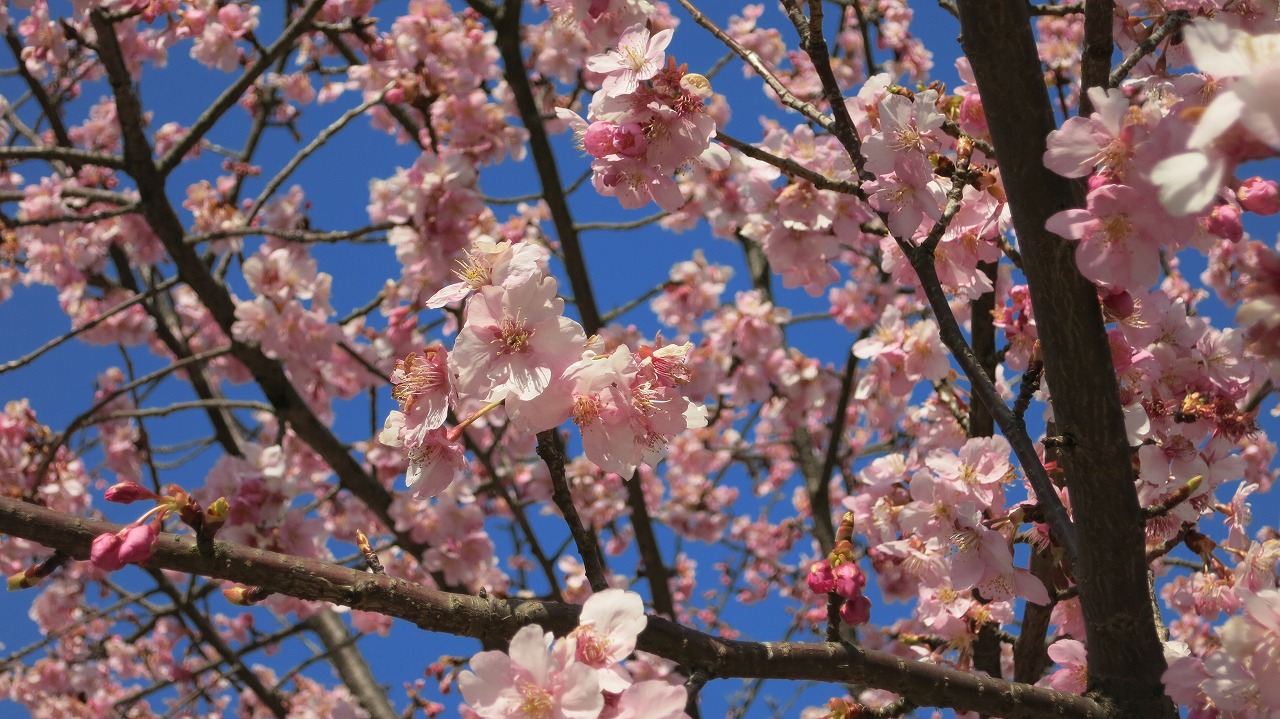 桜が咲くお寺の風景