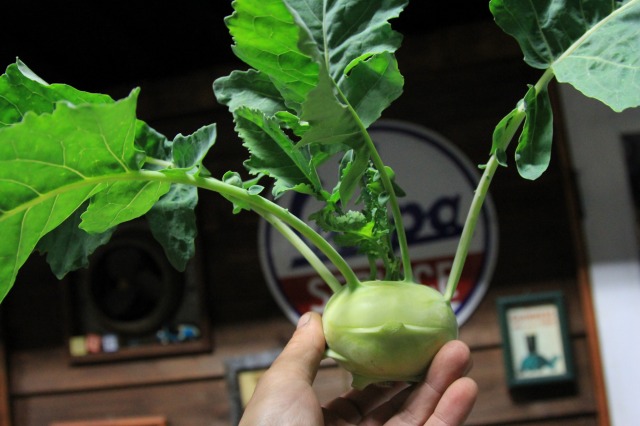 吉野ハーブファームから届いたコールラビの野菜