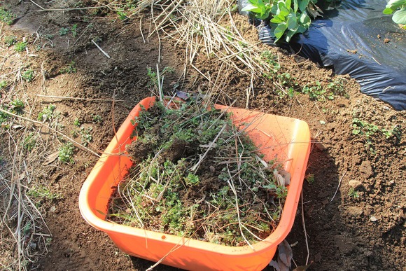 本格的な春を前に畑で草むしりする様子