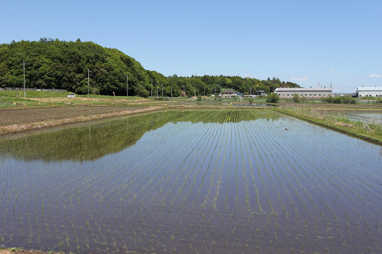 無風の中、水面に空が映る美しい田んぼの風景