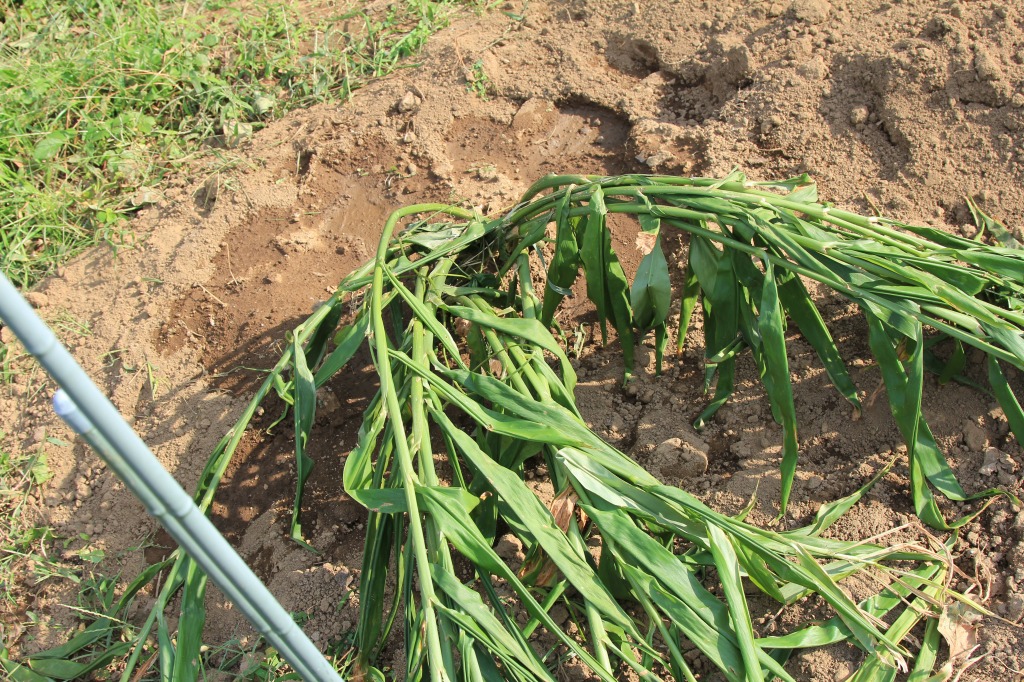 植え付けたミョウガの株