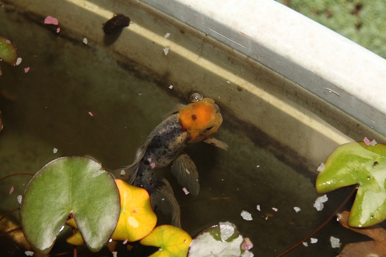 飼っている東錦の金魚が泳ぐ水槽