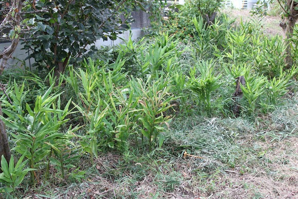 雑草を刈る前のKB農園の茗荷畑