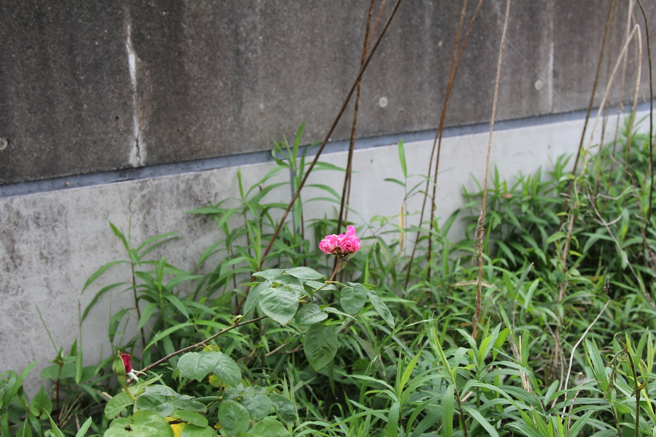 草に囲まれて咲く赤いバラの花