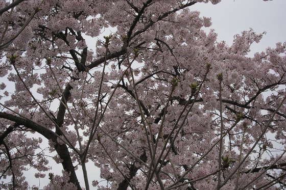無人の土地に咲き誇る満開の桜の木。