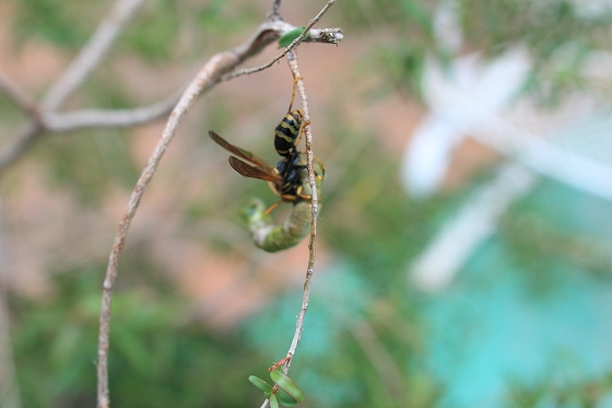 蜂が芋虫の首元をガブリと噛みついている様子。