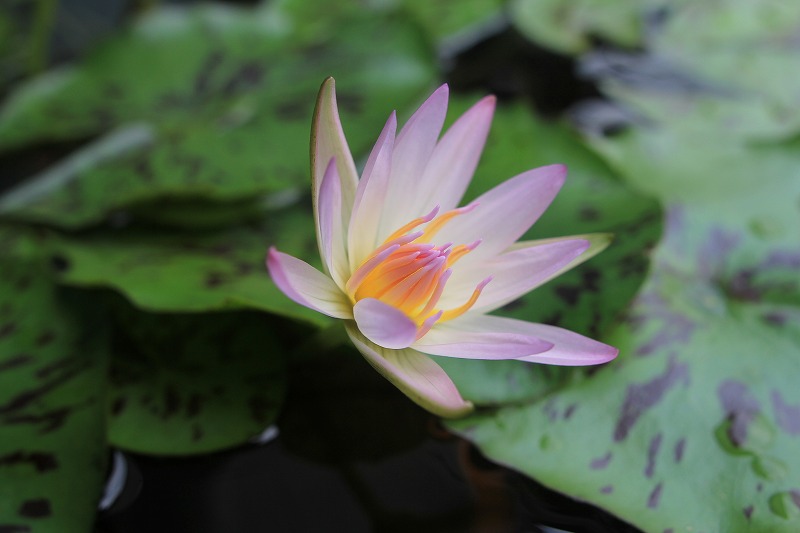 鉢の中で咲いた睡蓮の花