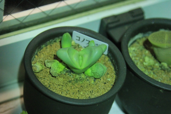 脱皮を始めたメセン類の鉢