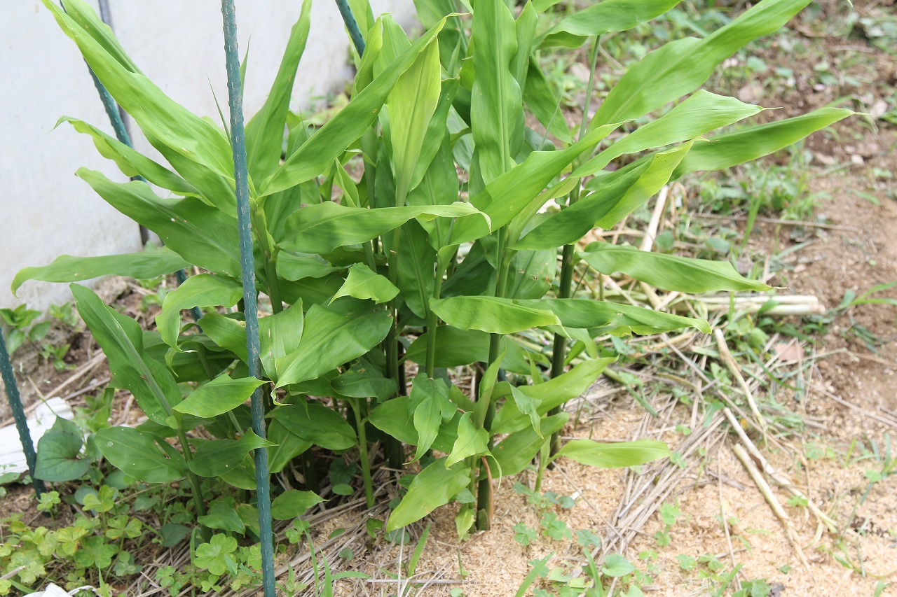 青々と成長中の茗荷の葉