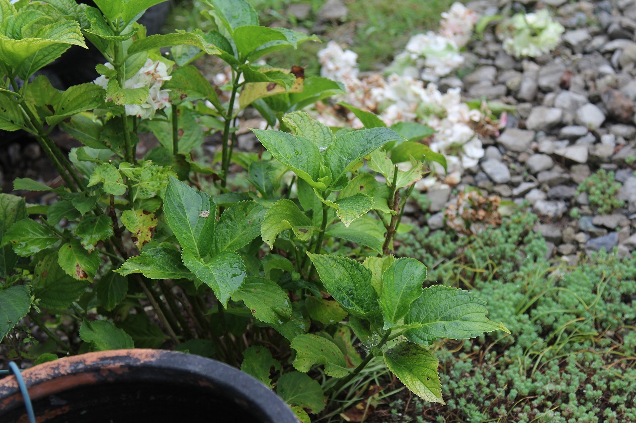咲き終わった梅雨時の紫陽花の花