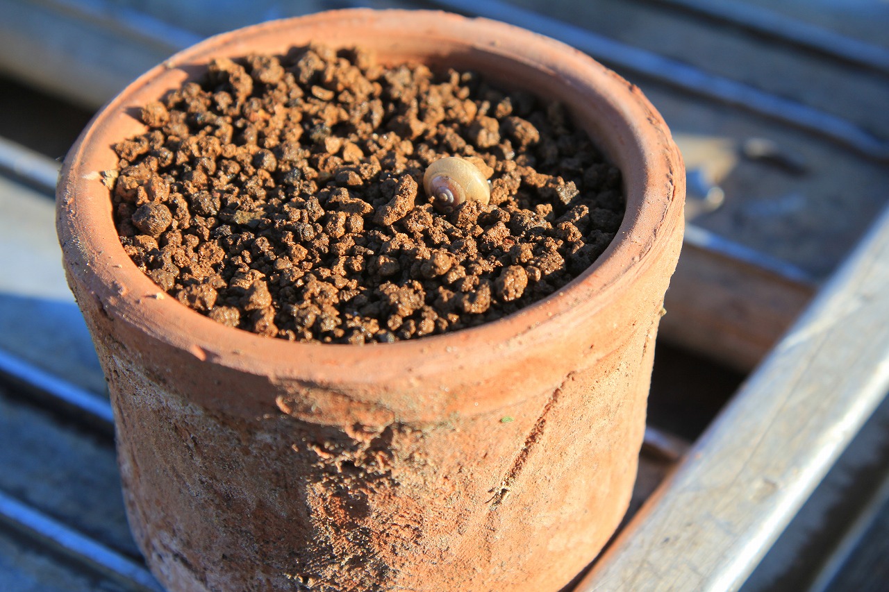 植木鉢の中から姿を現したカタツムリの【焼酎】